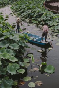 Pond