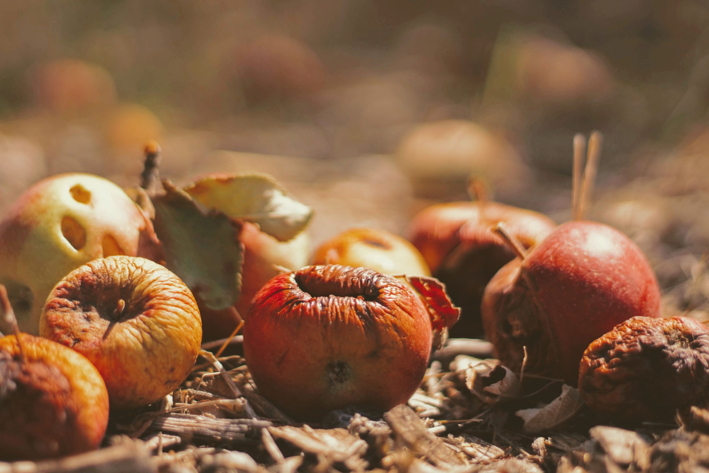 Apple food wastes